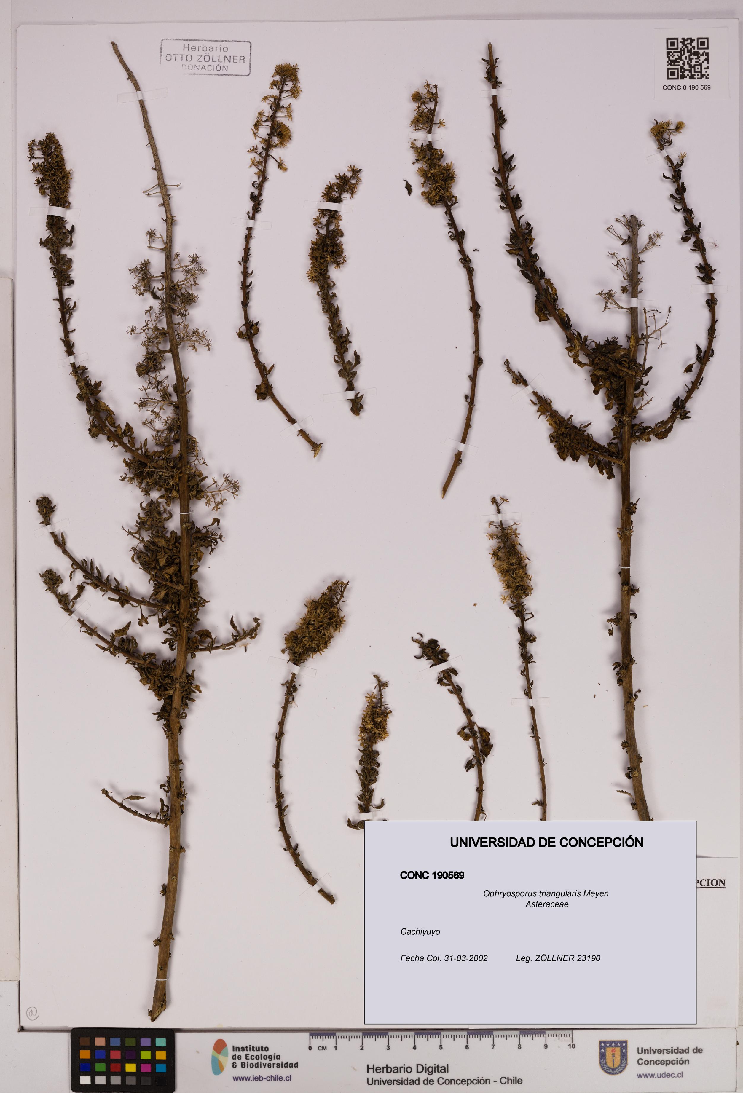 Ophryosporus triangularis [Espécimen: UDEC:CONC:0190569]