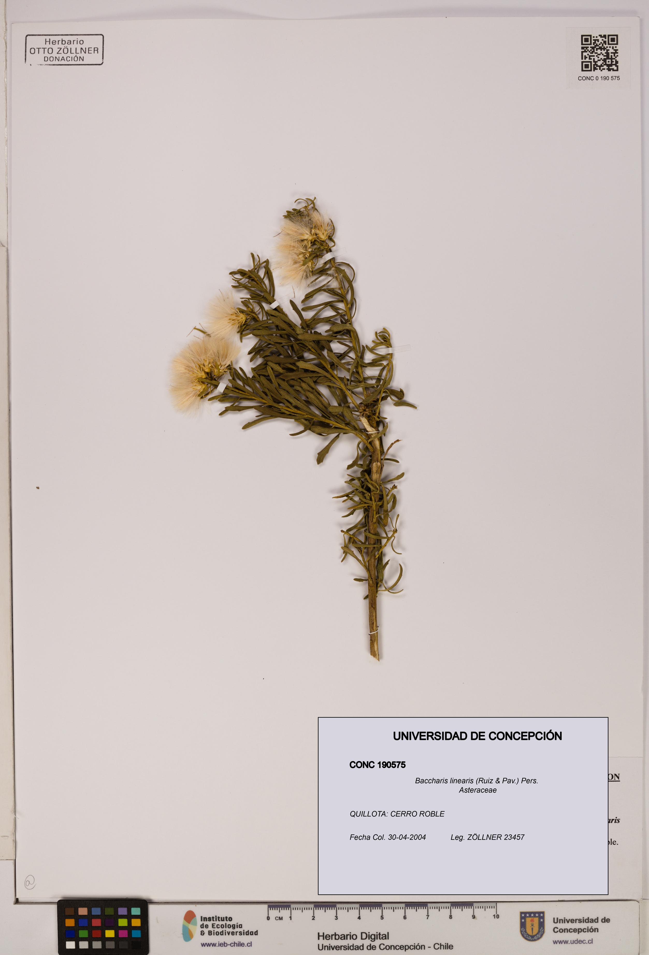 Baccharis linearis [Espécimen: UDEC:CONC:0190575]