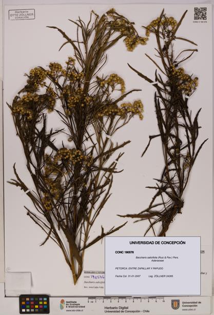 Baccharis salicifolia [Espécimen: UDEC:CONC:0190576]