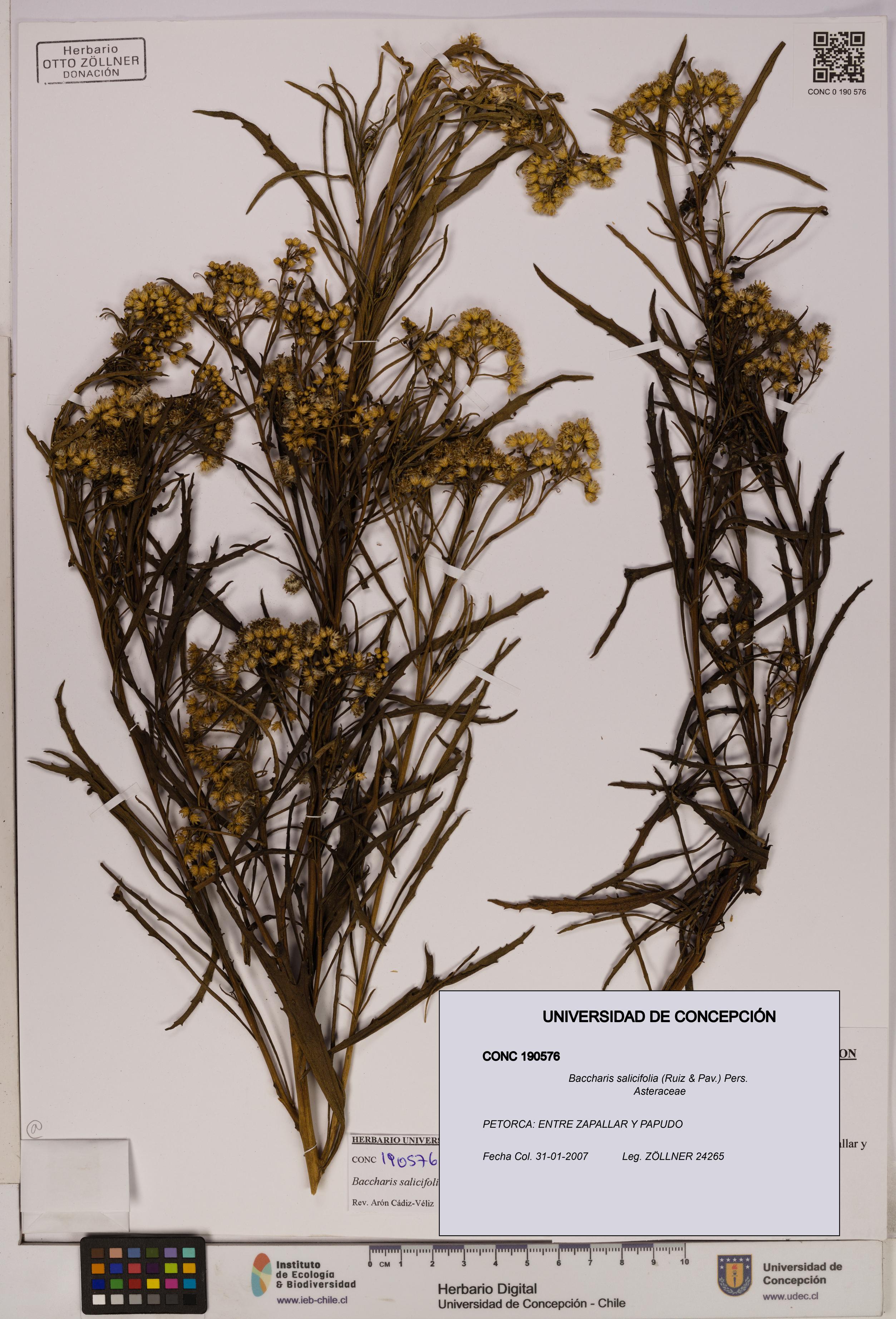 Baccharis salicifolia [Espécimen: UDEC:CONC:0190576]