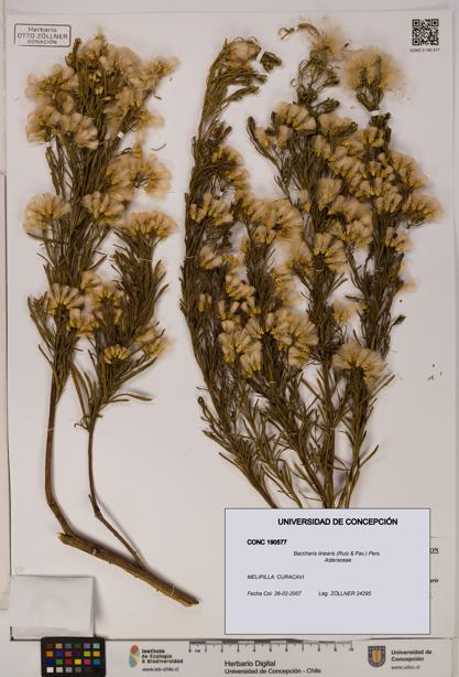 Baccharis linearis [Espécimen: UDEC:CONC:0190577]