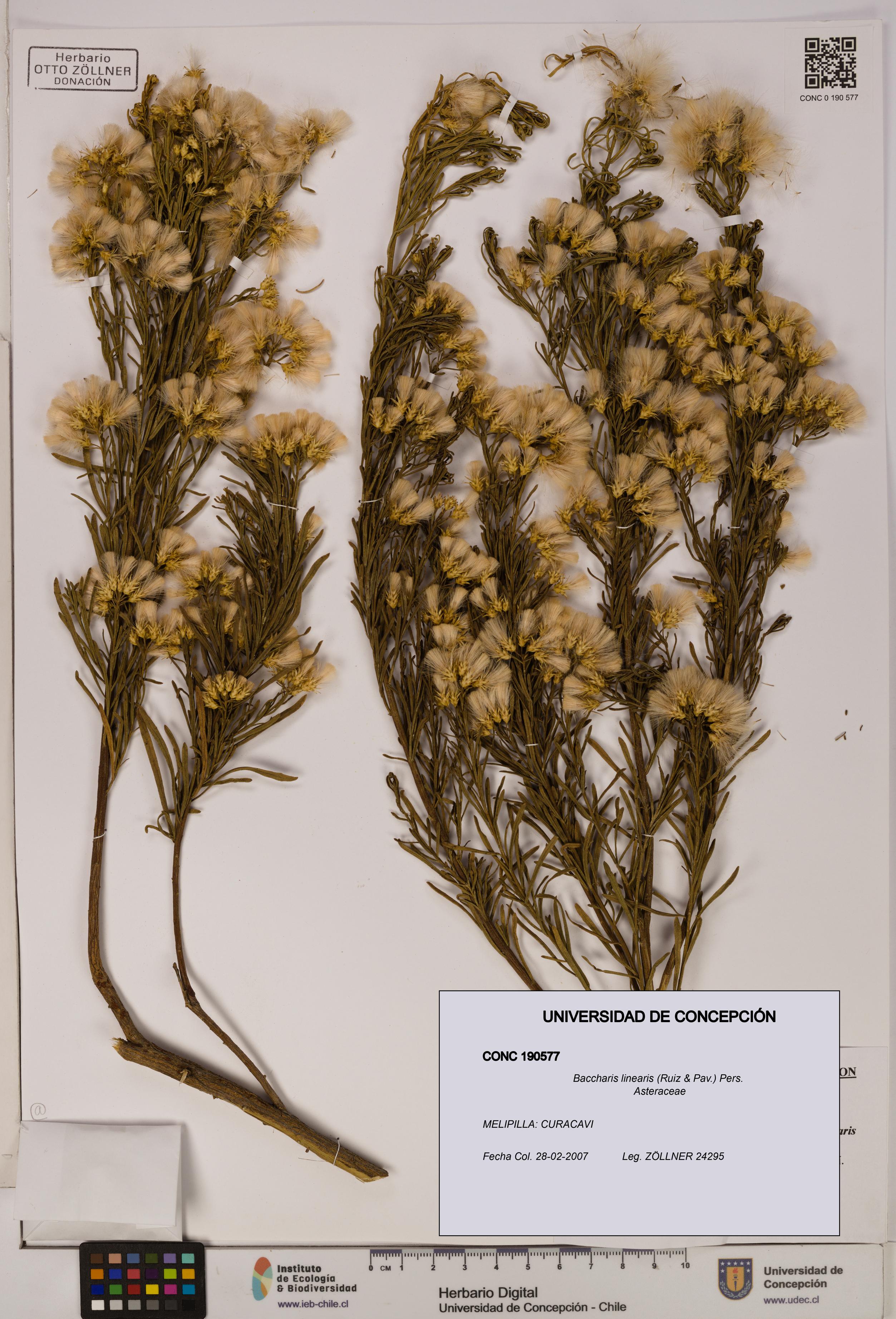 Baccharis linearis [Espécimen: UDEC:CONC:0190577]