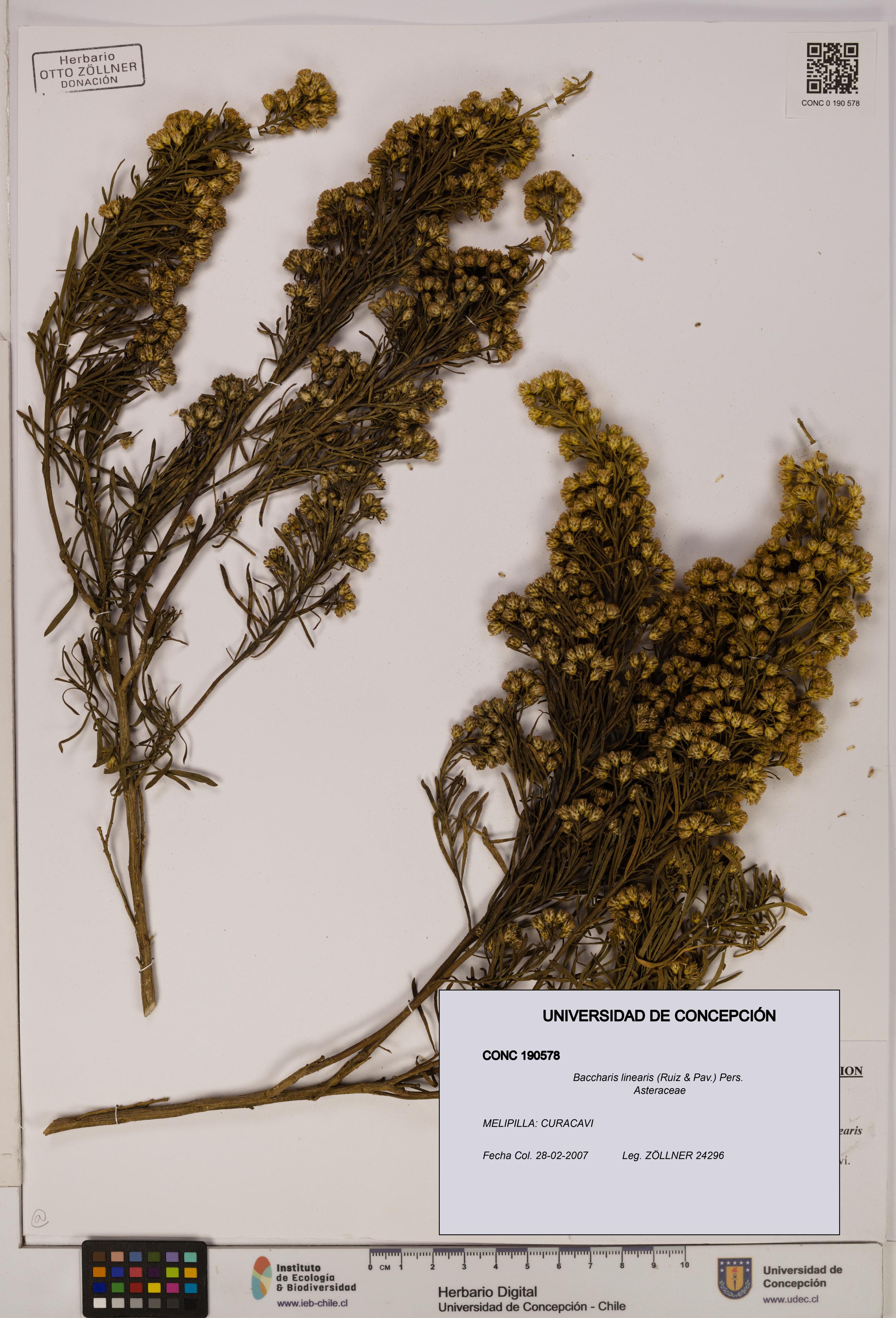 Baccharis linearis [Espécimen: UDEC:CONC:0190578]