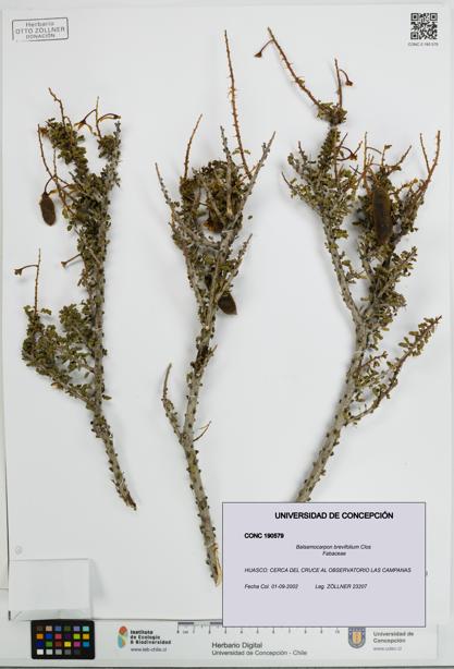 Balsamocarpon brevifolium [Espécimen: UDEC:CONC:0190579]