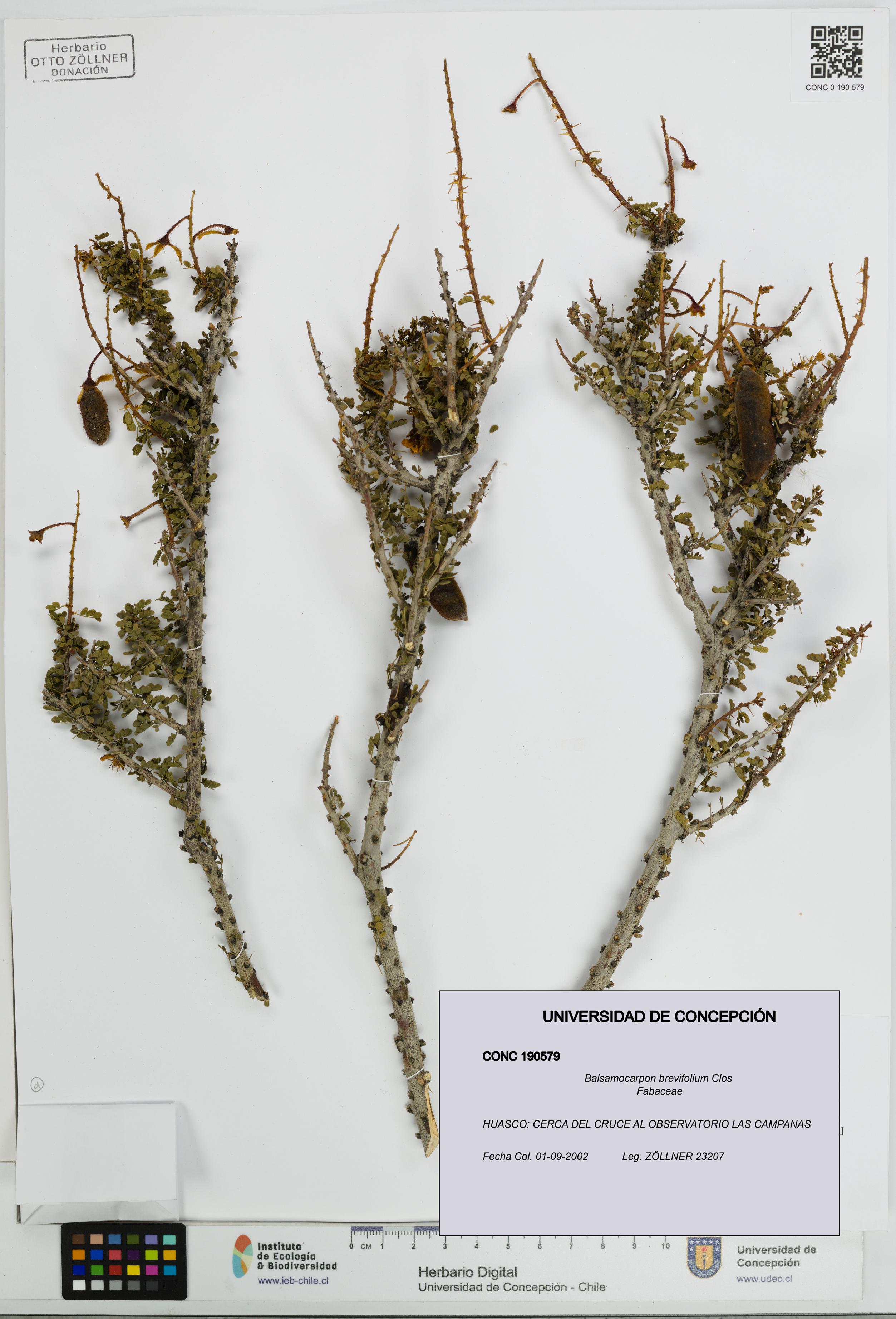 Balsamocarpon brevifolium [Espécimen: UDEC:CONC:0190579]