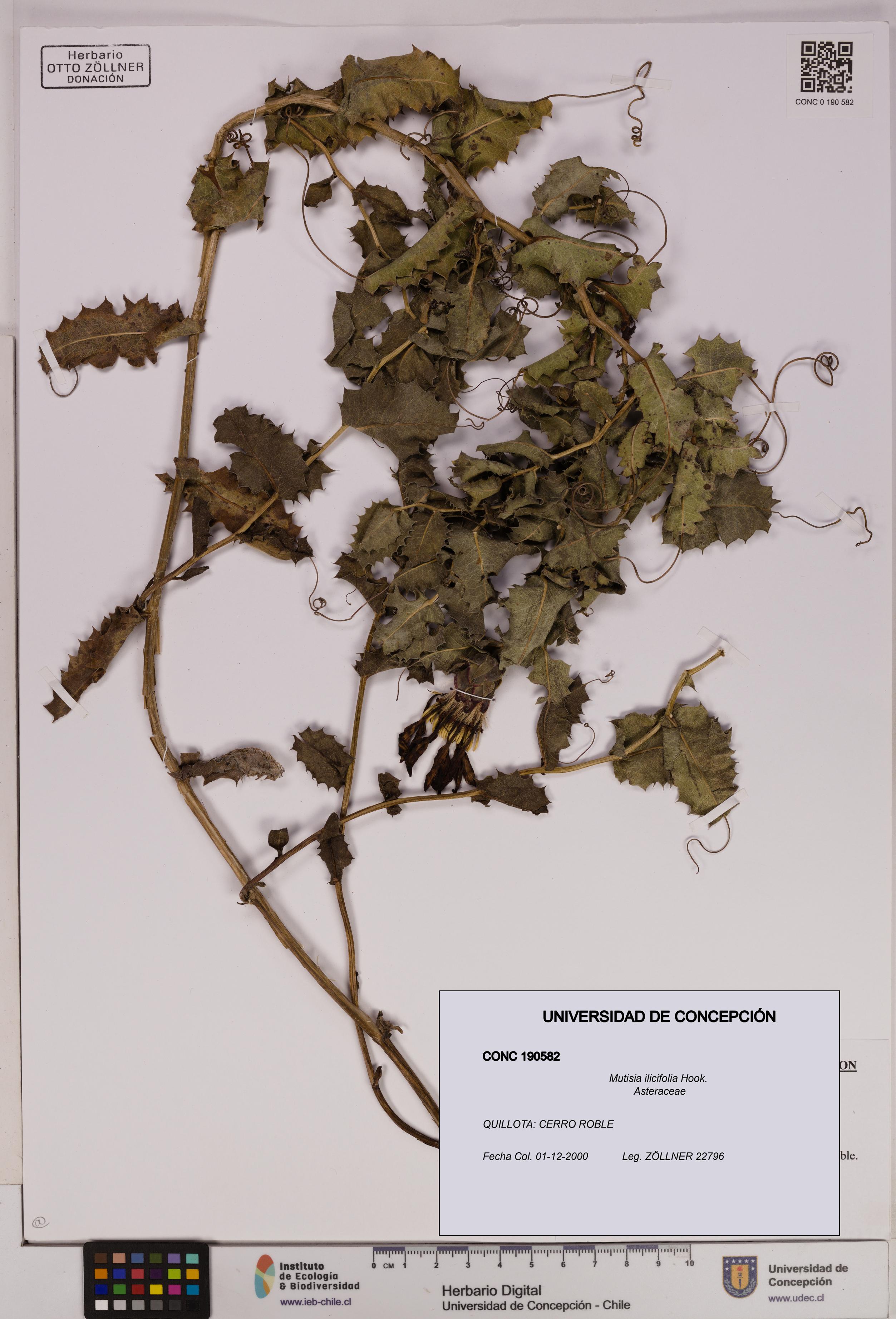 Mutisia ilicifolia [Espécimen: UDEC:CONC:0190582]