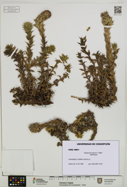 Nassauvia dusenii [Espécimen: UDEC:CONC:0190611]