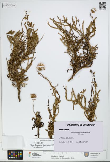 Polyachyrus fuscus [Espécimen: UDEC:CONC:0190637]