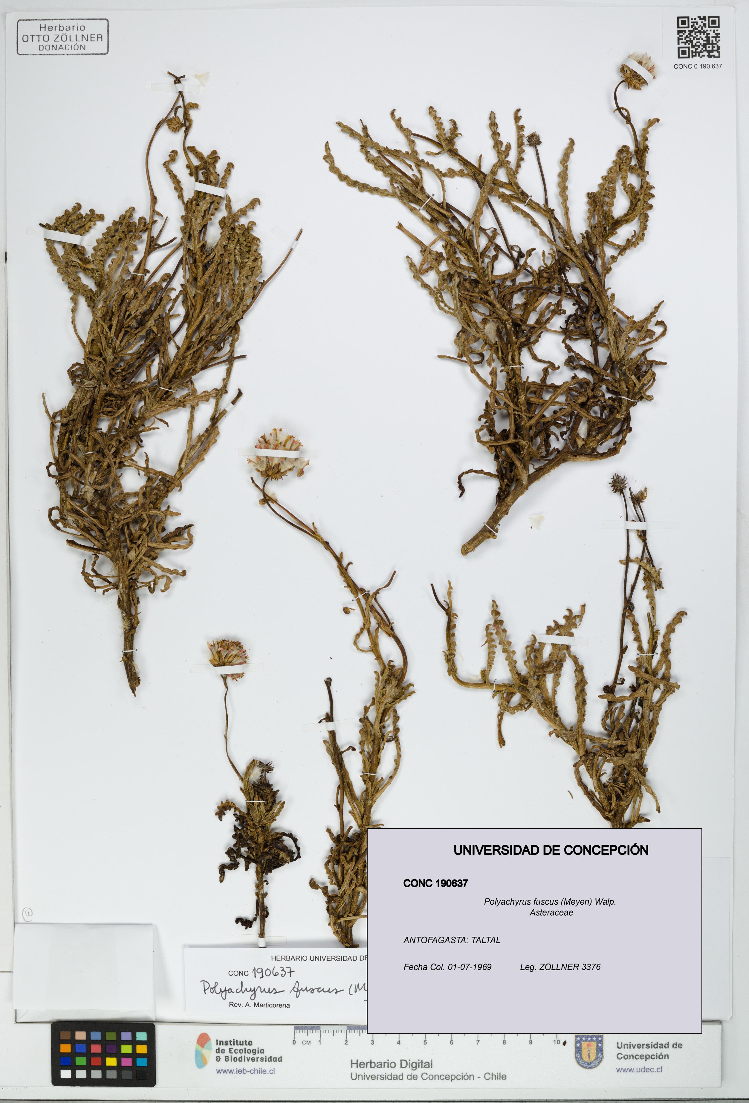 Polyachyrus fuscus [Espécimen: UDEC:CONC:0190637]