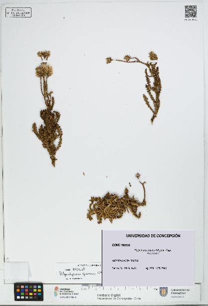 Polyachyrus fuscus [Espécimen: UDEC:CONC:0190638]