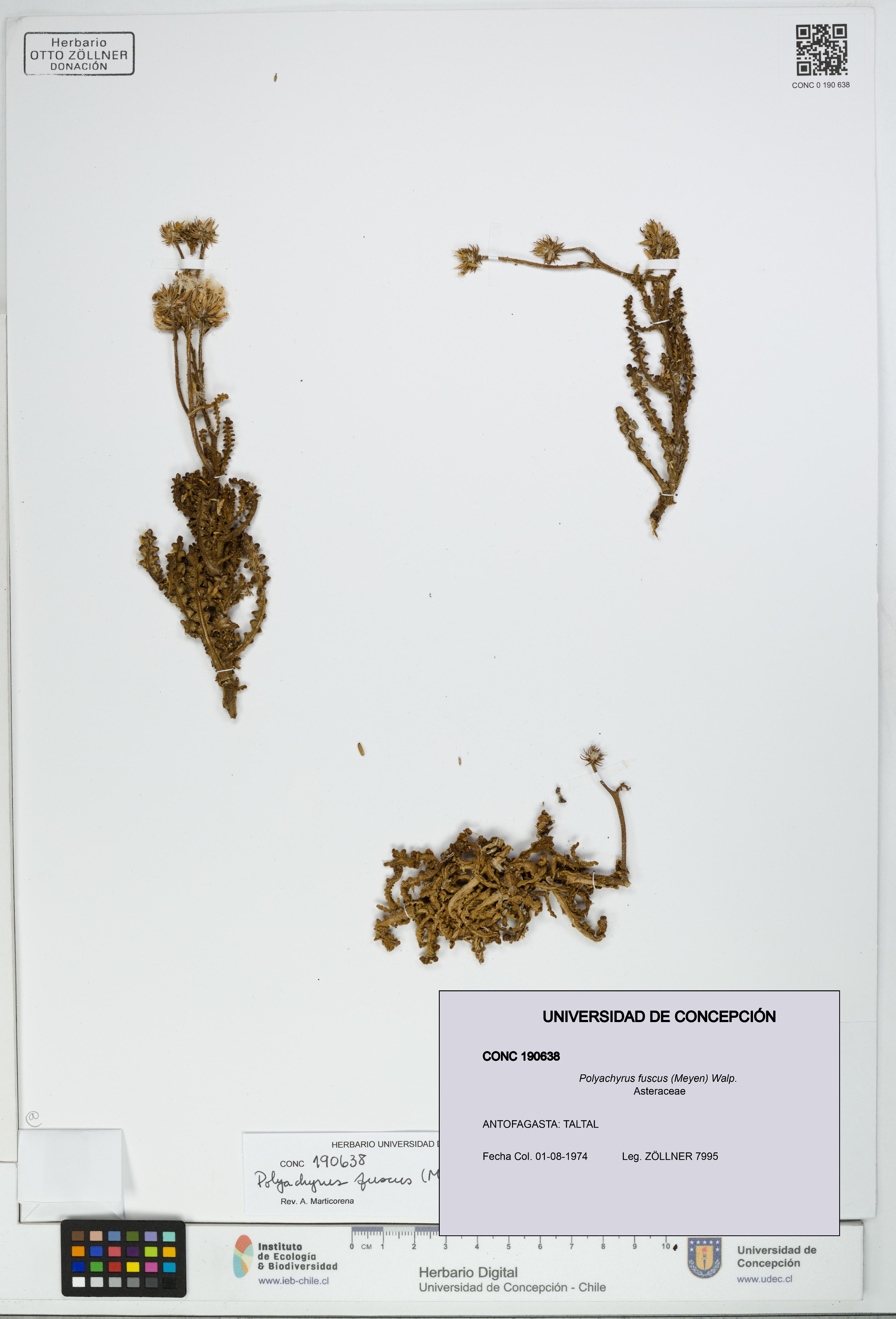 Polyachyrus fuscus [Espécimen: UDEC:CONC:0190638]