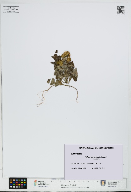 Polyachyrus annuus [Espécimen: UDEC:CONC:0190640]