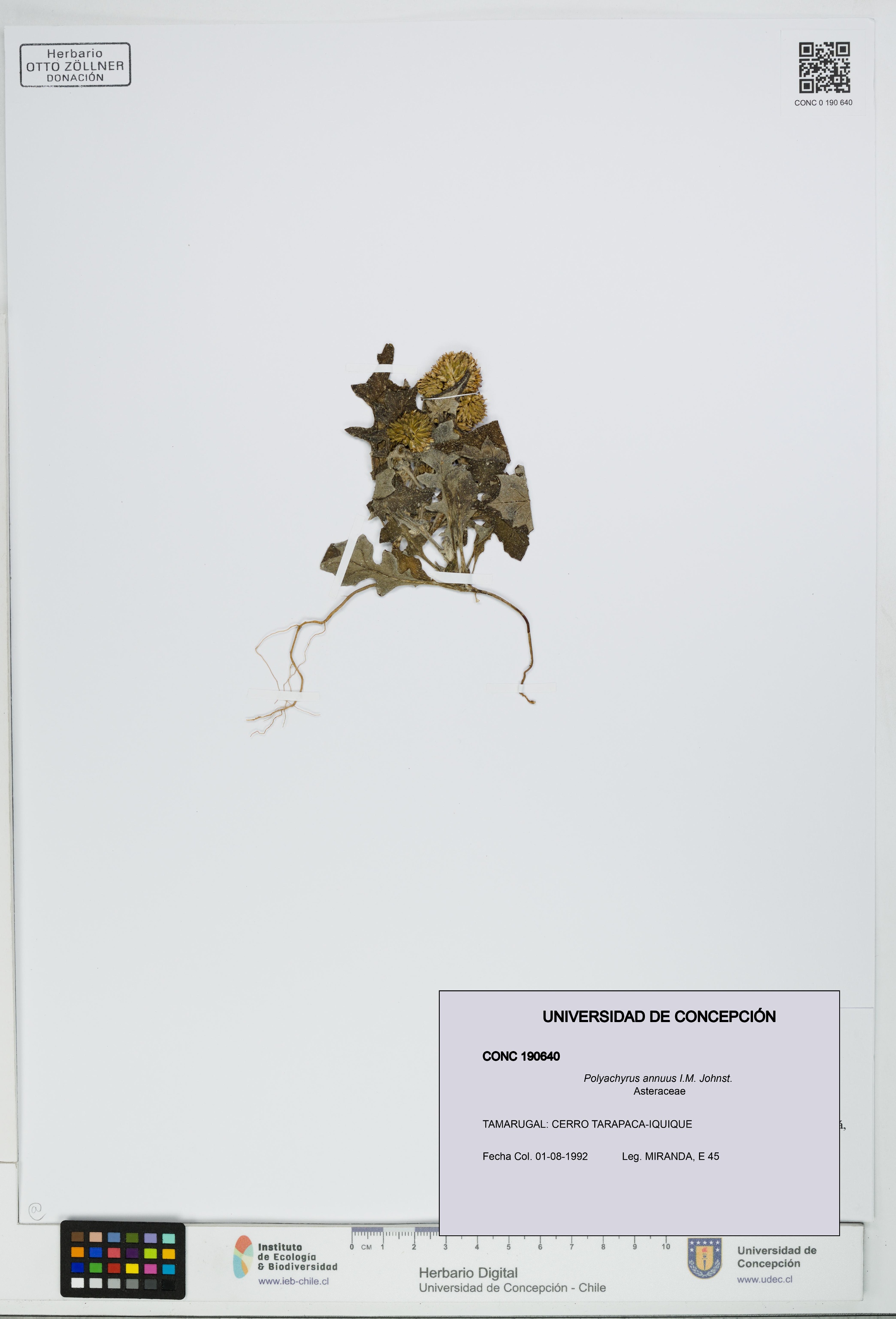 Polyachyrus annuus [Espécimen: UDEC:CONC:0190640]