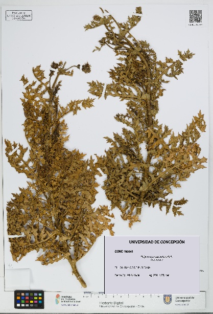 Polyachyrus carduoides [Espécimen: UDEC:CONC:0190641]