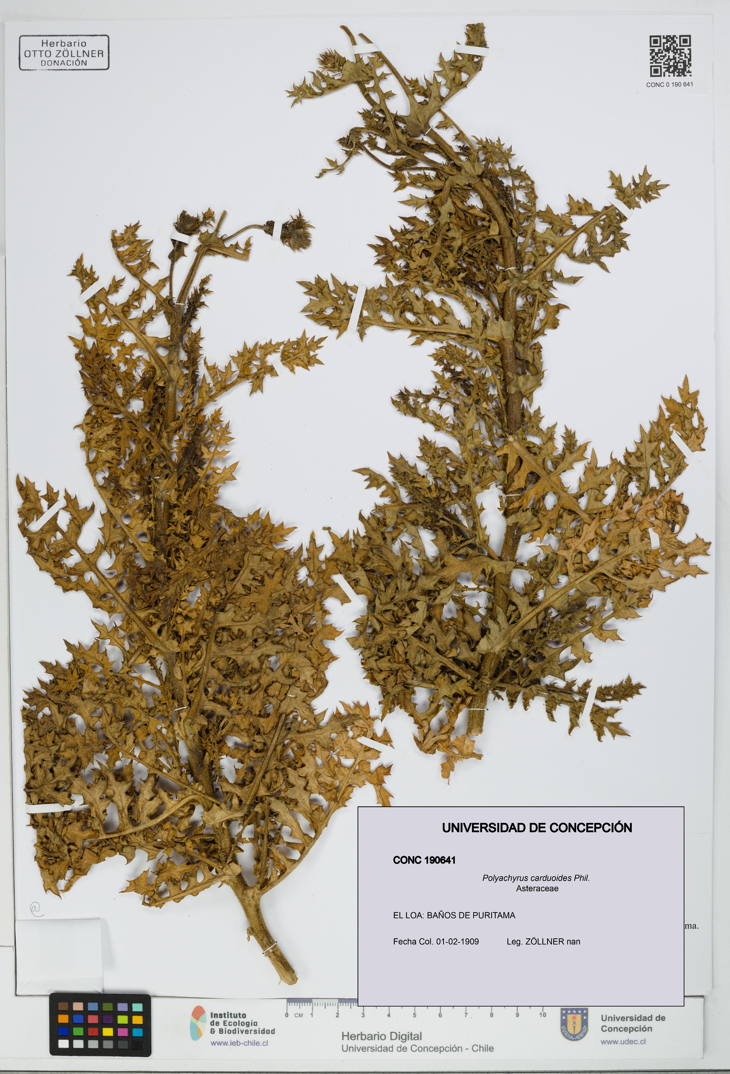 Polyachyrus carduoides [Espécimen: UDEC:CONC:0190641]
