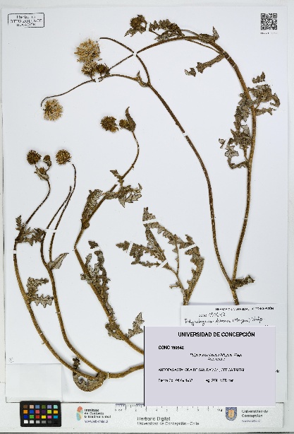 Polyachyrus fuscus [Espécimen: UDEC:CONC:0190642]