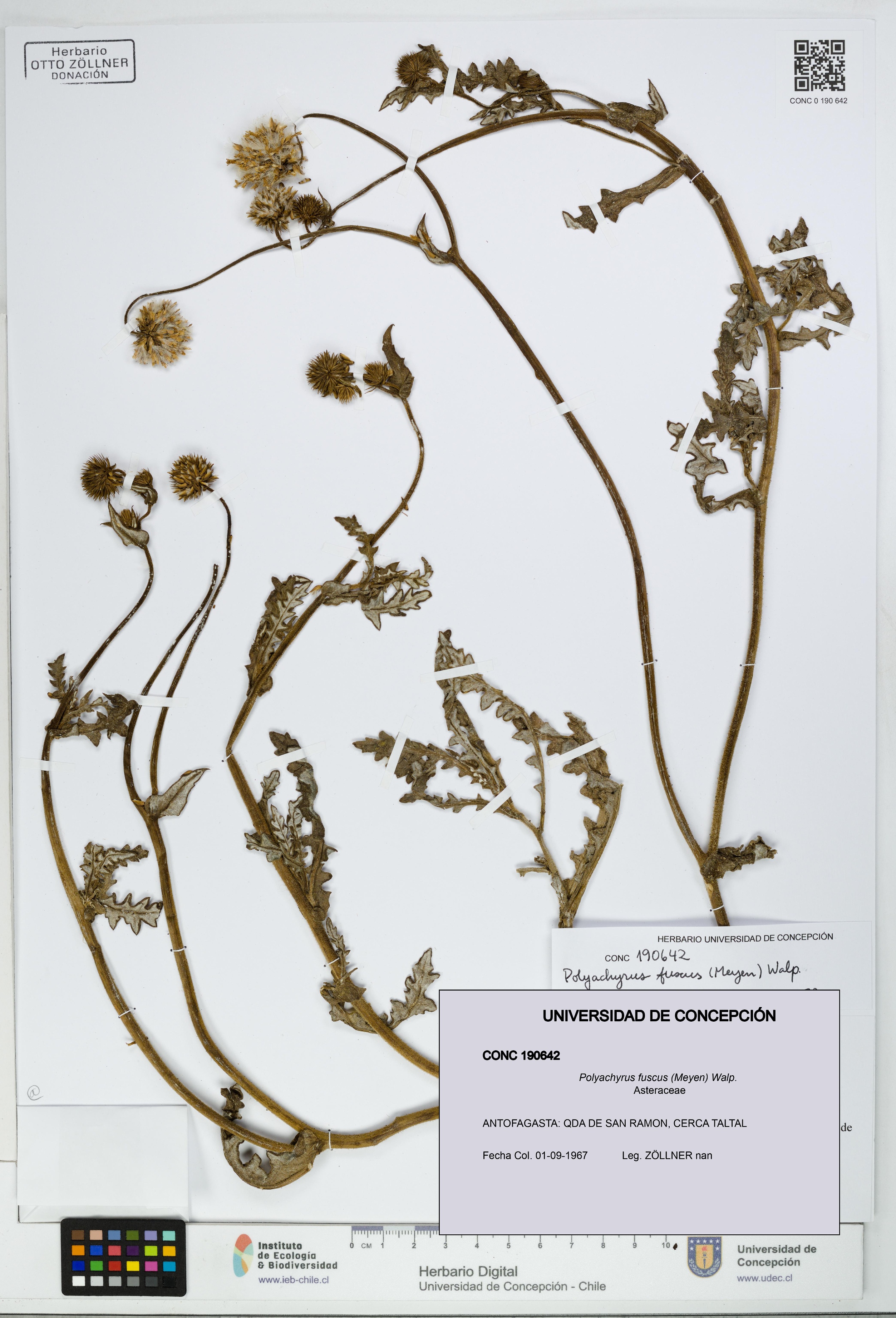 Polyachyrus fuscus [Espécimen: UDEC:CONC:0190642]