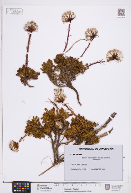 Senecio subdiscoideus [Espécimen: ]