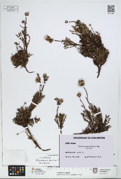 Polyachyrus fuscus [Espécimen: UDEC:CONC:0190644]