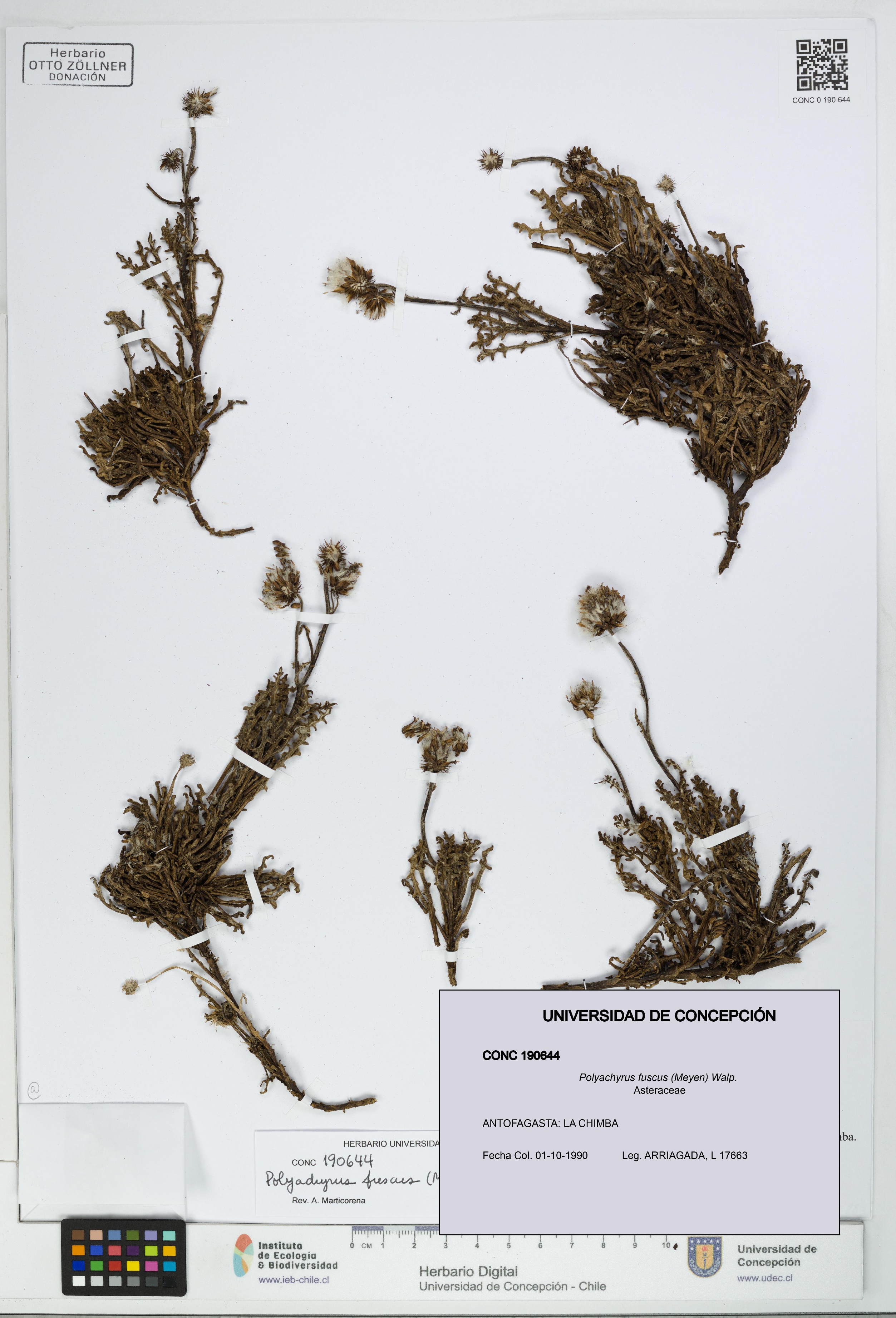 Polyachyrus fuscus [Espécimen: UDEC:CONC:0190644]