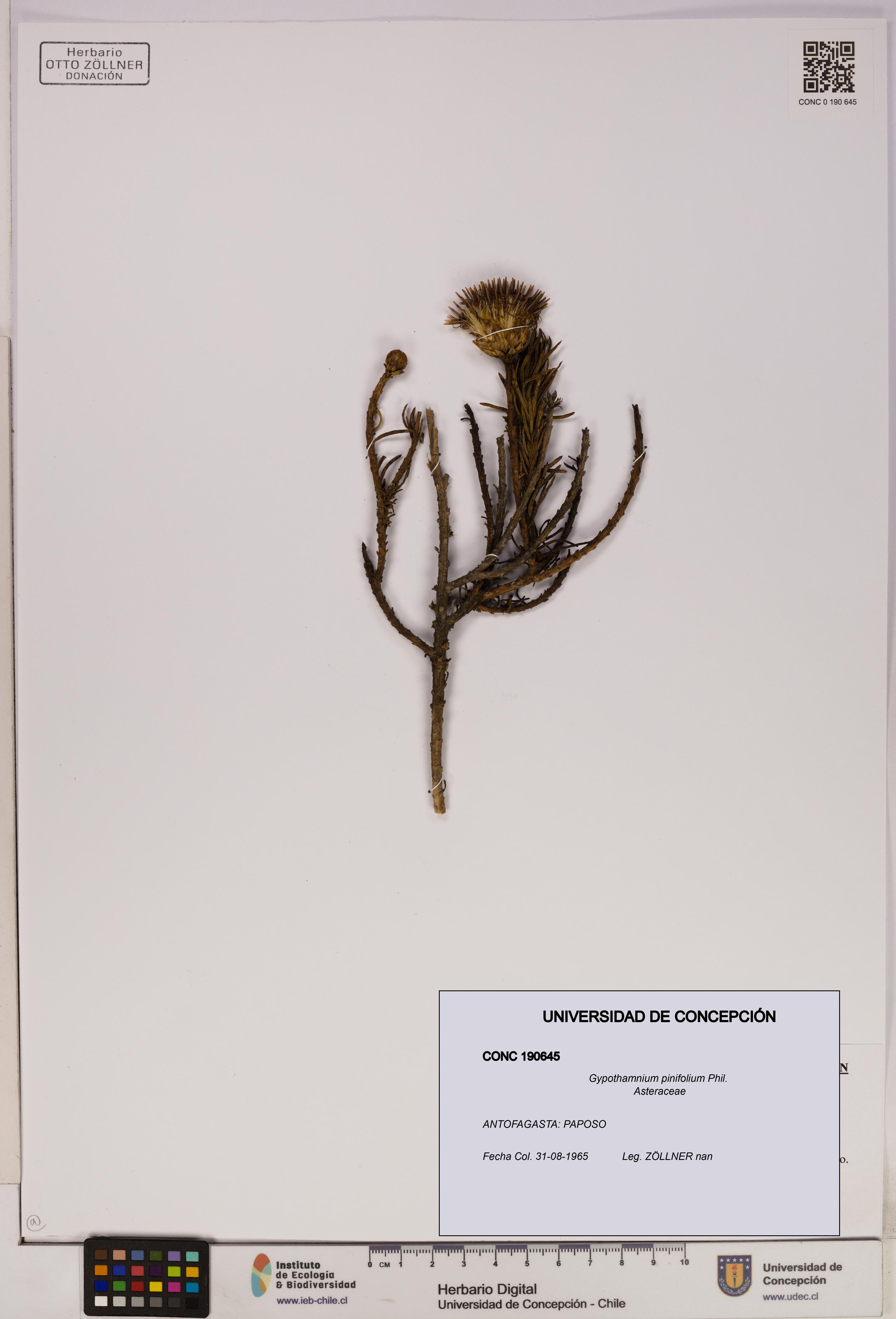 Gypothamnium pinifolium [Espécimen: UDEC:CONC:0190645]