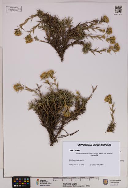 Nassauvia aculeata var. aculeata [Espécimen: UDEC:CONC:0190647]