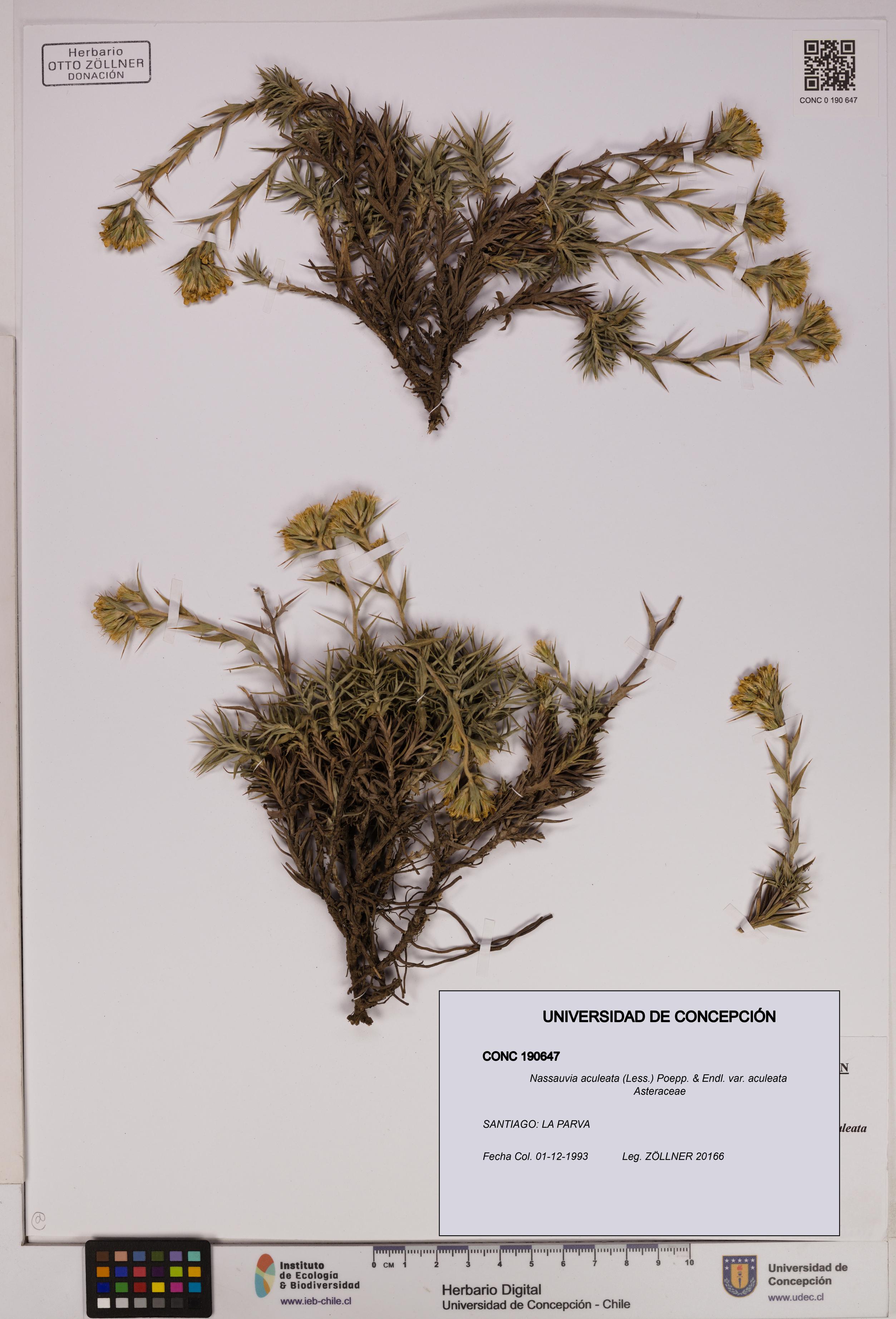 Nassauvia aculeata var. aculeata [Espécimen: UDEC:CONC:0190647]