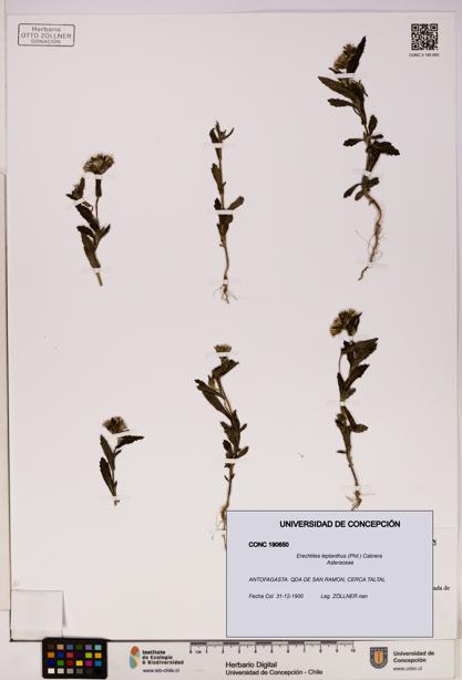 Erechtites leptanthus [Espécimen: ]