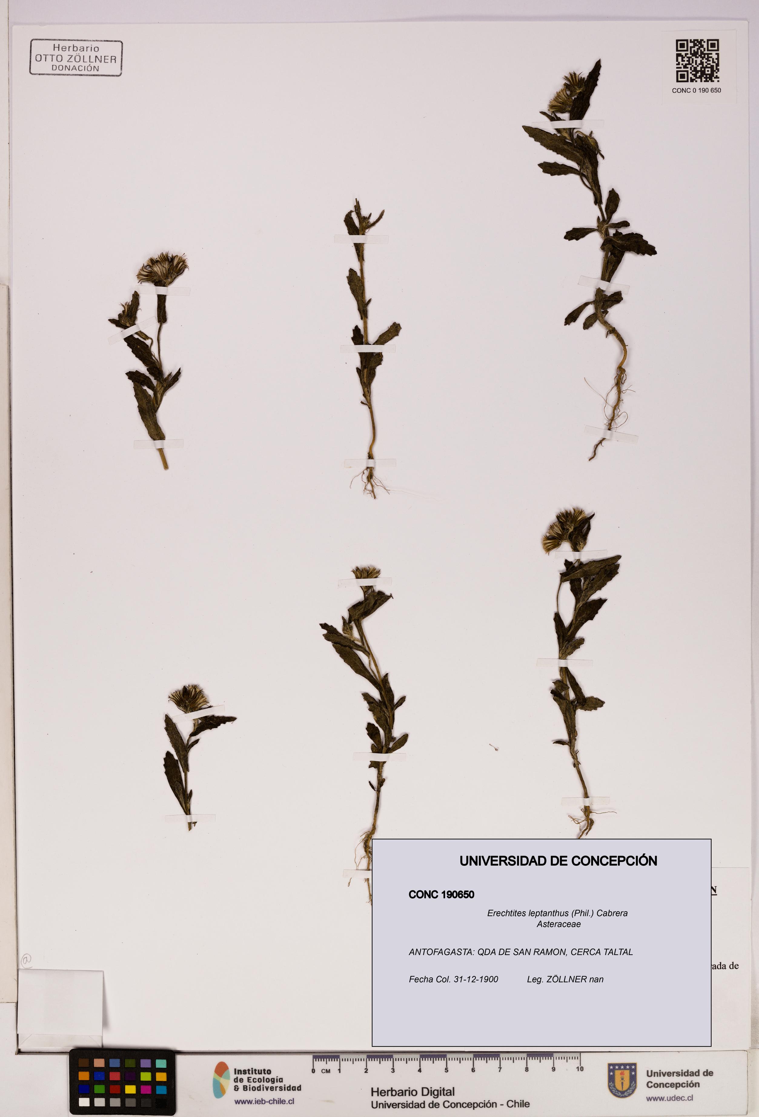 Erechtites leptanthus [Espécimen: ]