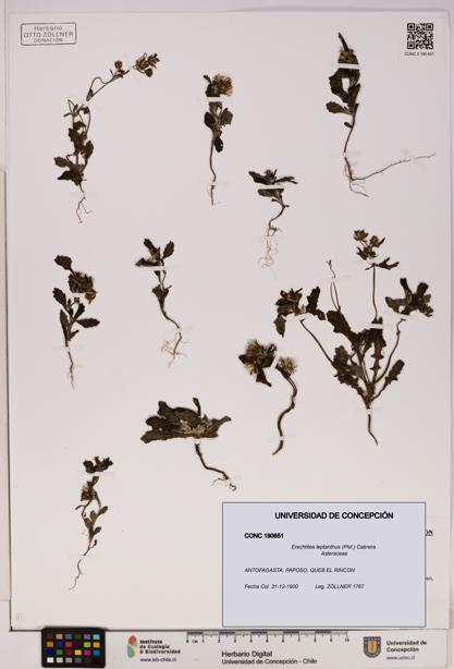 Erechtites leptanthus [Espécimen: ]