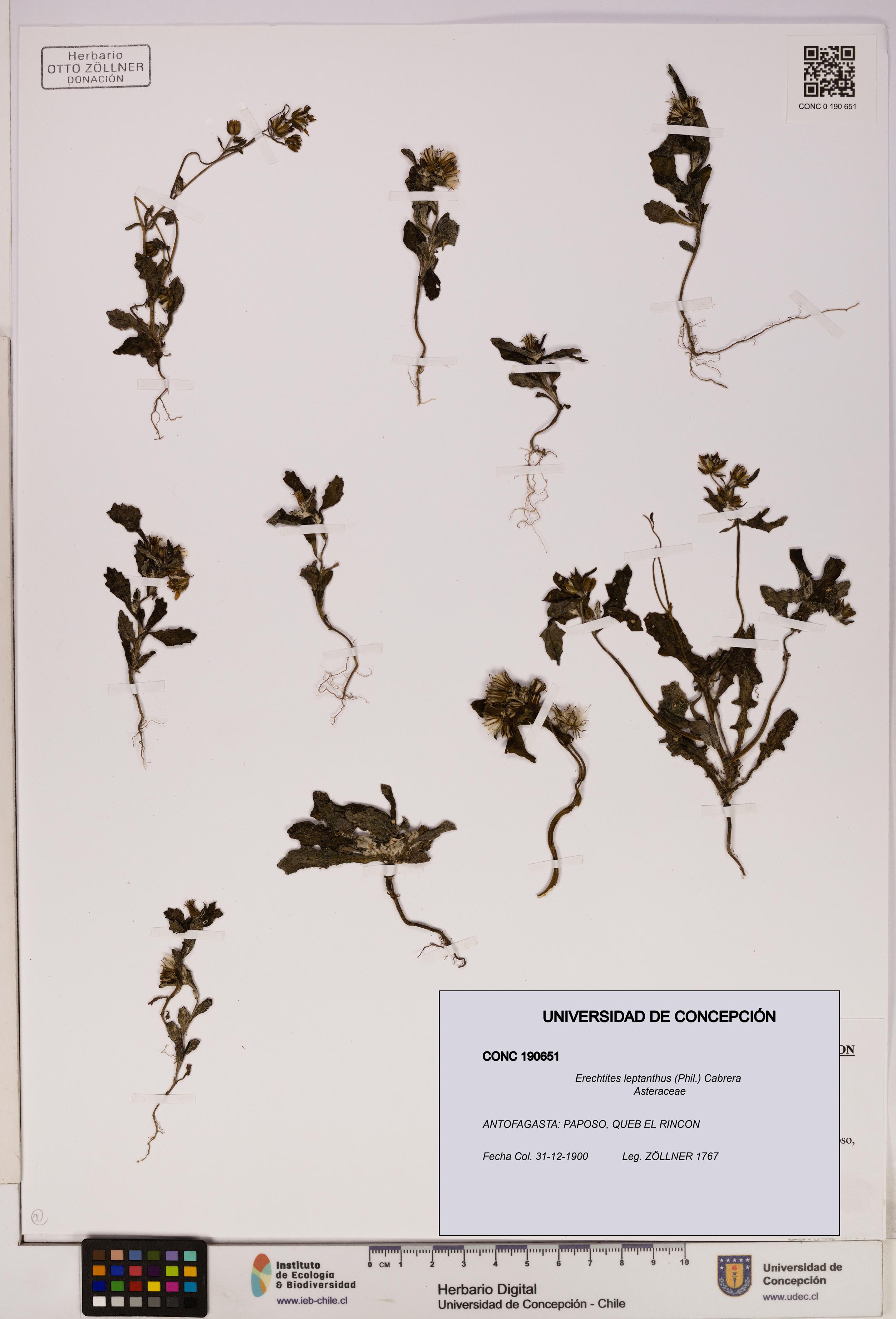 Erechtites leptanthus [Espécimen: ]