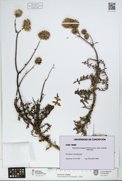 Polyachyrus poeppigii [Espécimen: UDEC:CONC:0190652]