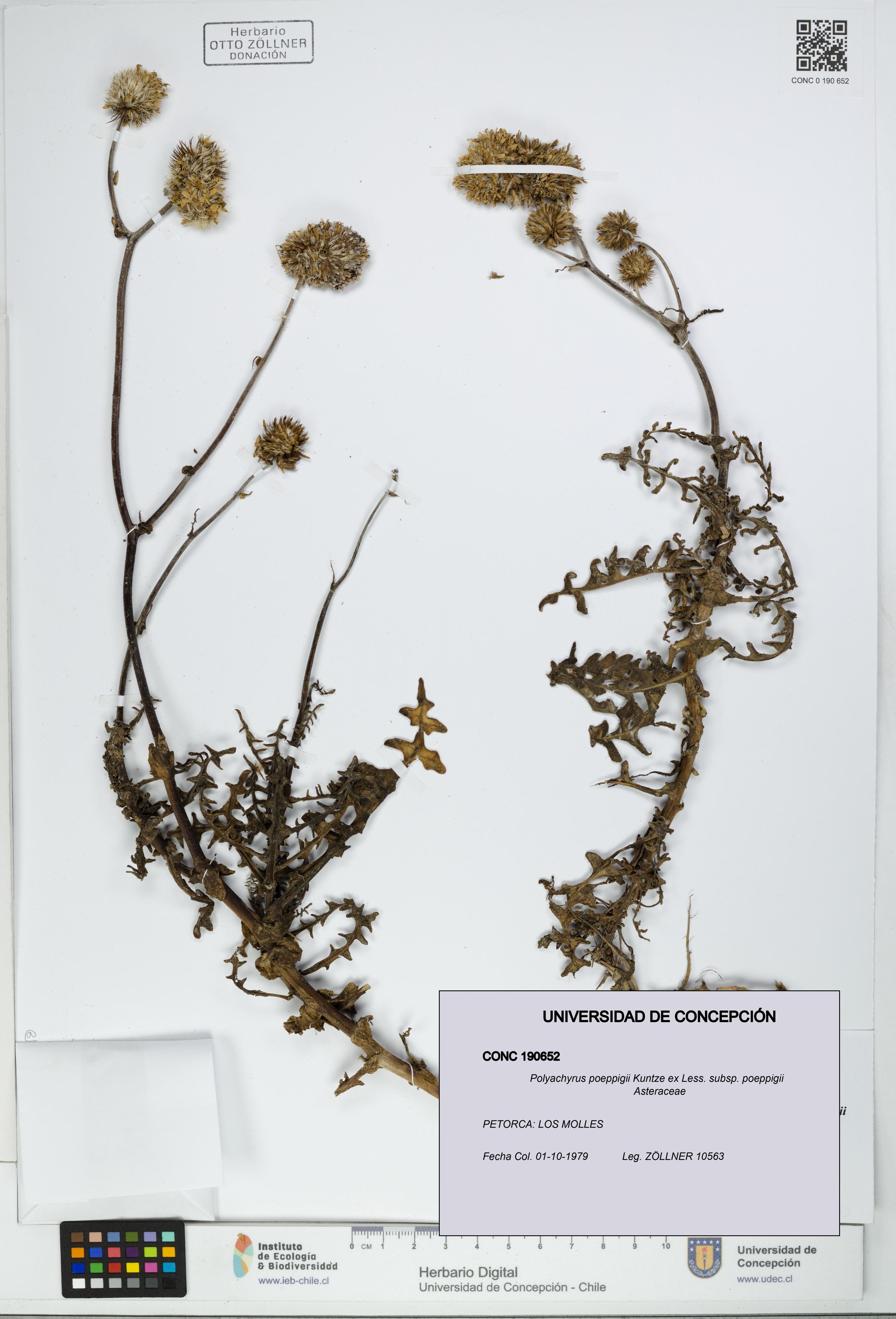 Polyachyrus poeppigii [Espécimen: UDEC:CONC:0190652]