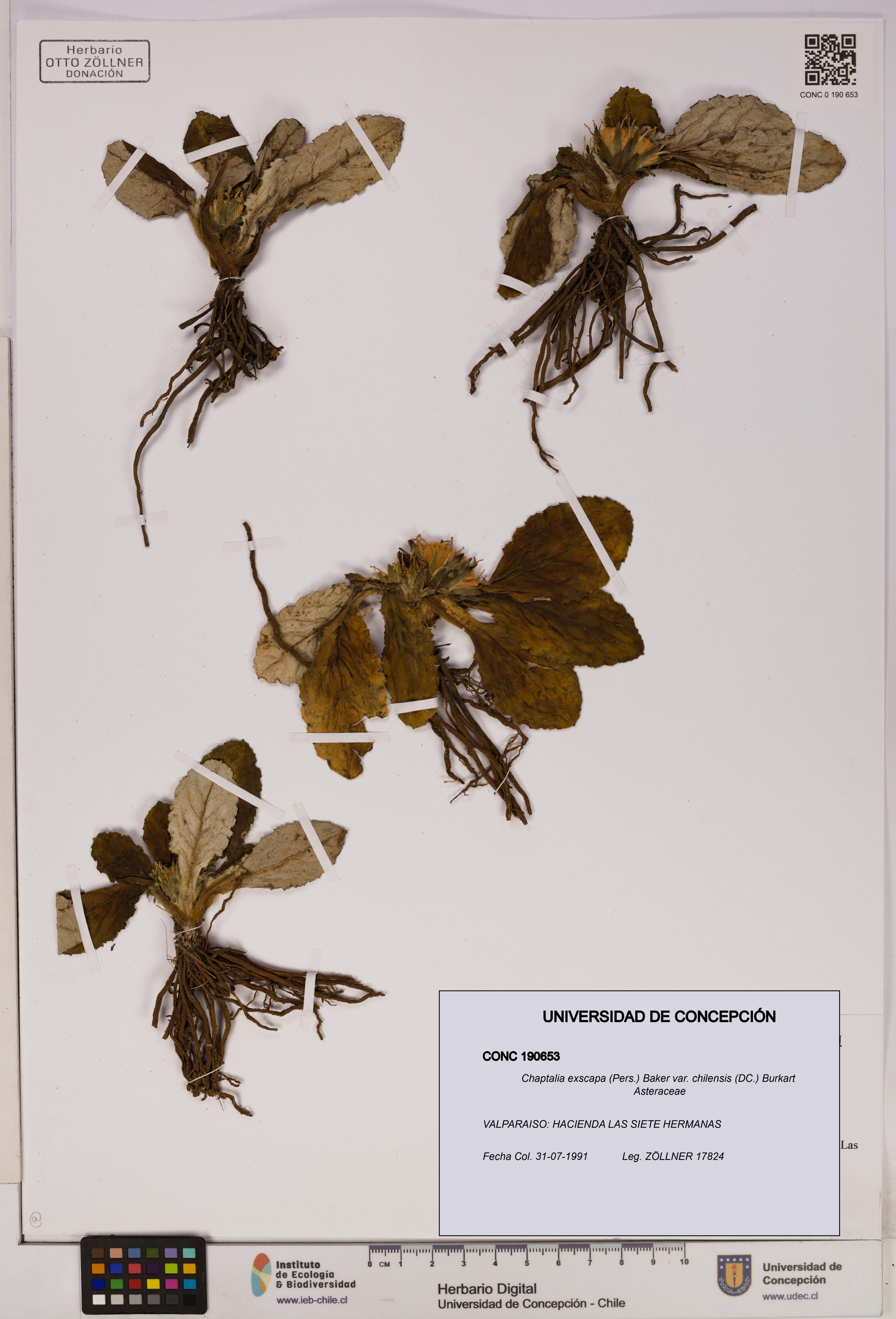 Chaptalia exscapa var. chilensis [Espécimen: UDEC:CONC:0190653]