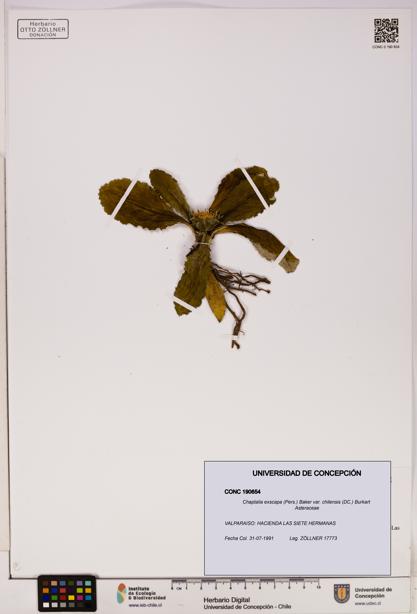 Chaptalia exscapa var. chilensis [Espécimen: UDEC:CONC:0190654]