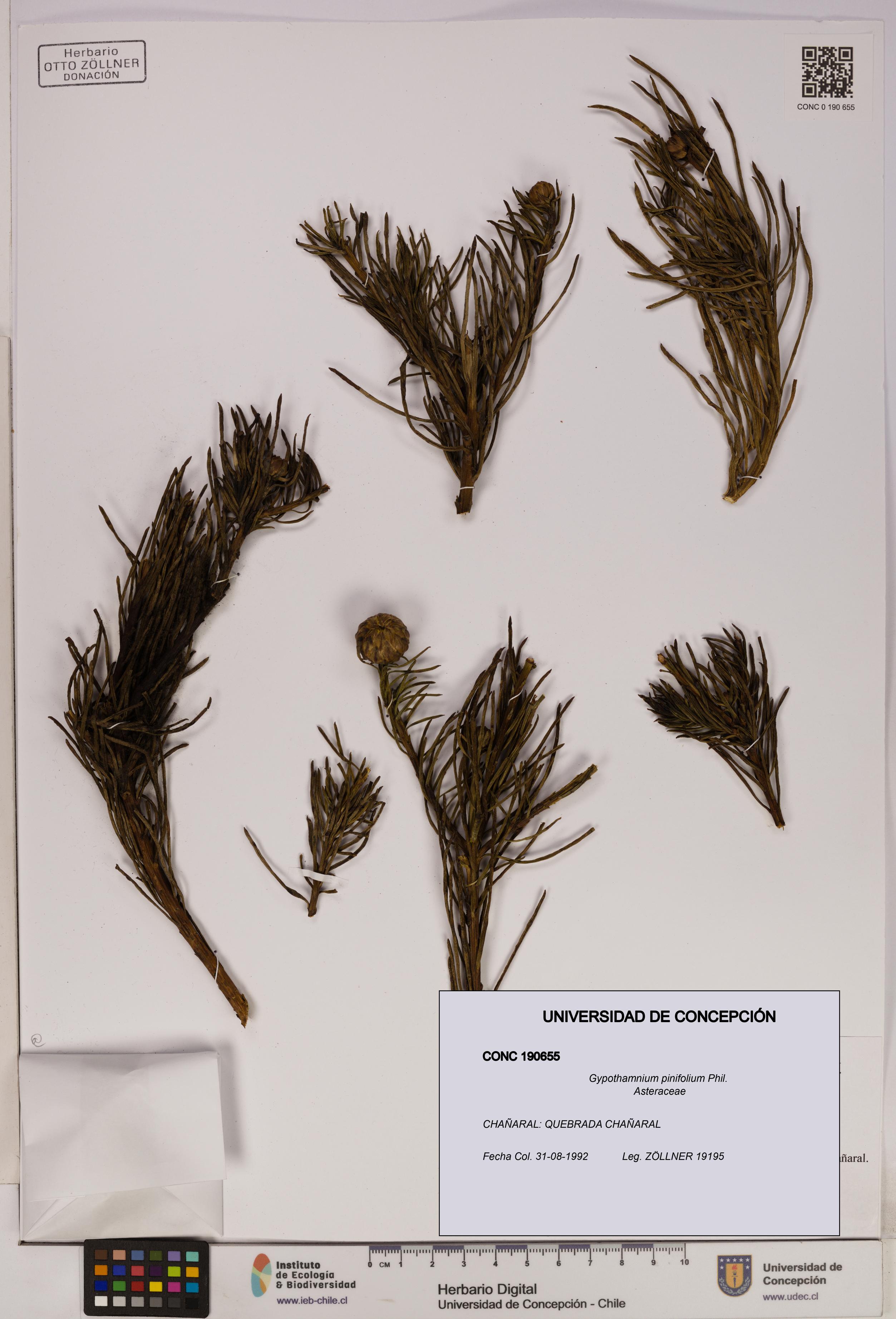 Gypothamnium pinifolium [Espécimen: UDEC:CONC:0190655]