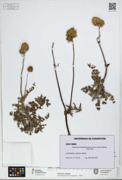 Polyachyrus poeppigii [Espécimen: UDEC:CONC:0190656]