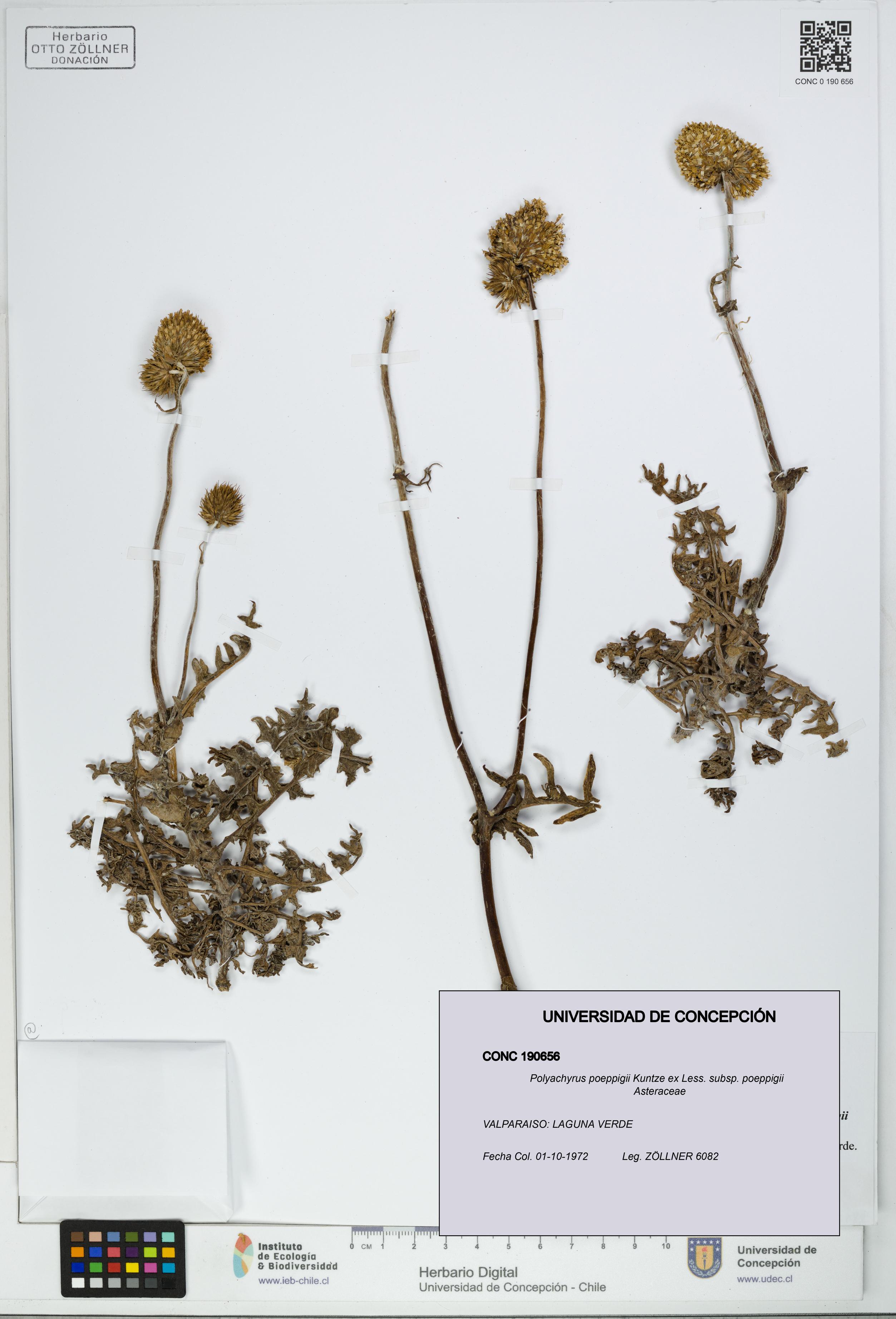 Polyachyrus poeppigii [Espécimen: UDEC:CONC:0190656]