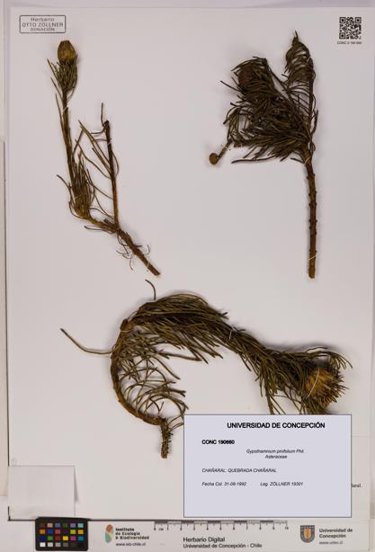 Gypothamnium pinifolium [Espécimen: UDEC:CONC:0190660]