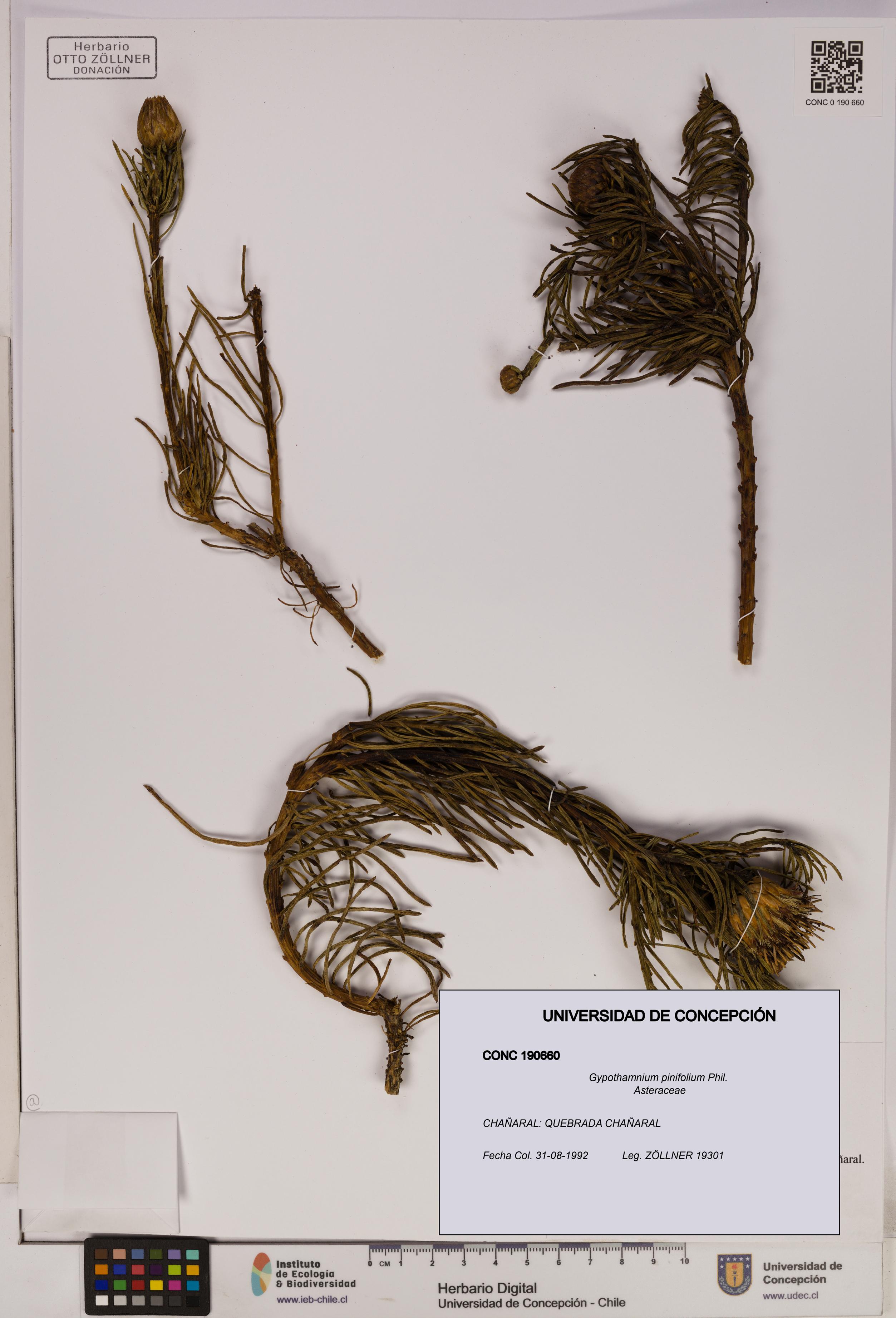 Gypothamnium pinifolium [Espécimen: UDEC:CONC:0190660]