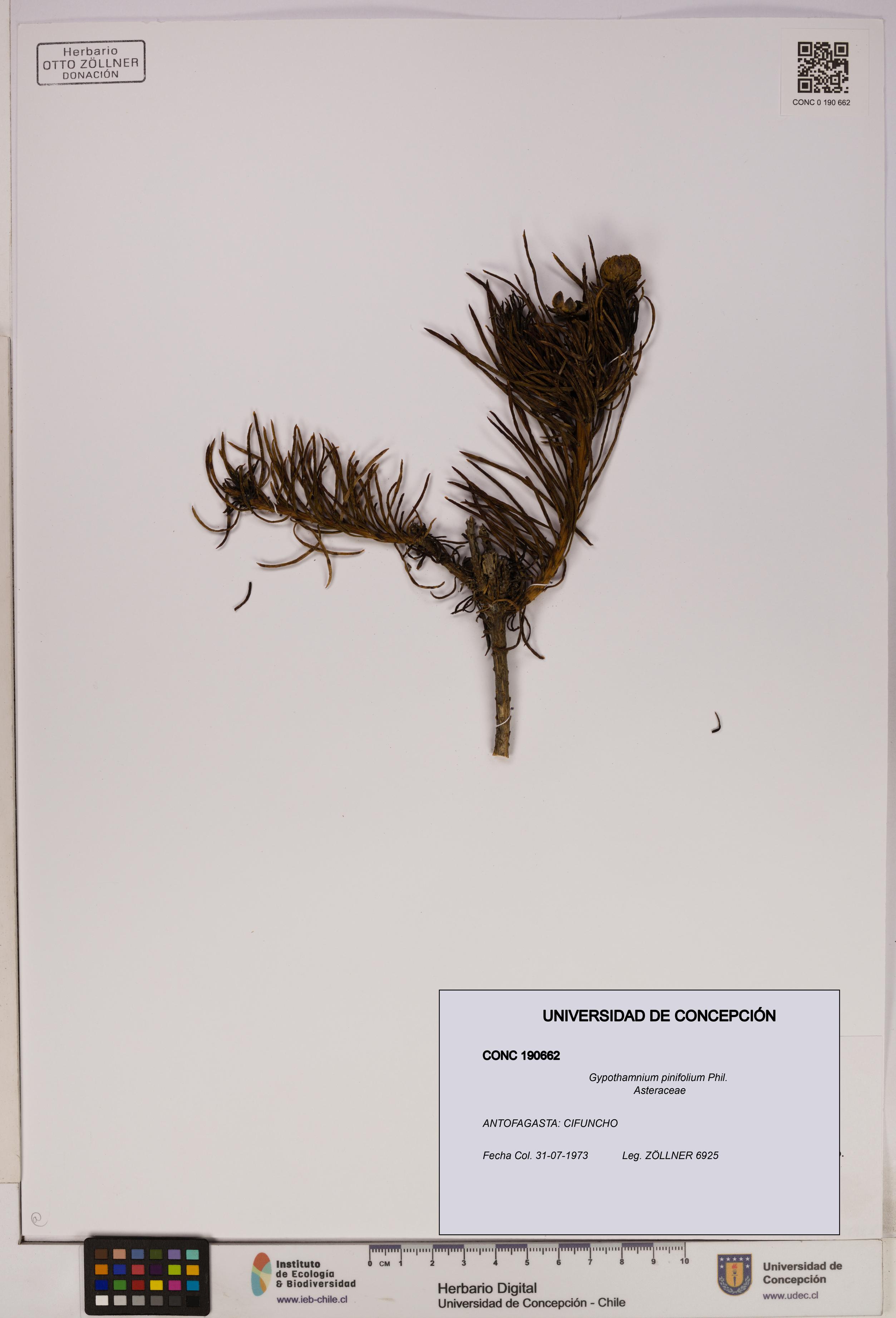 Gypothamnium pinifolium [Espécimen: UDEC:CONC:0190662]