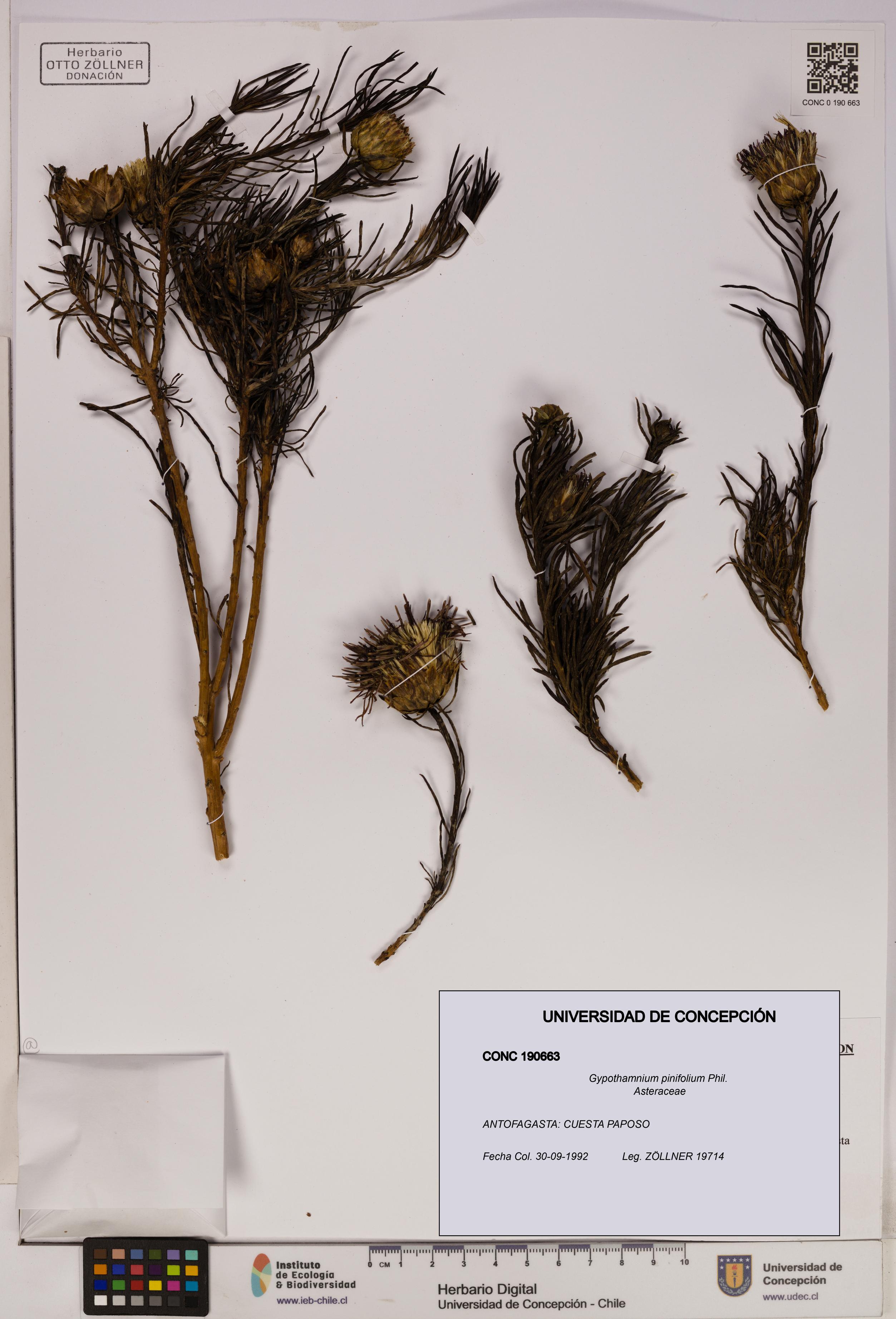 Gypothamnium pinifolium [Espécimen: UDEC:CONC:0190663]