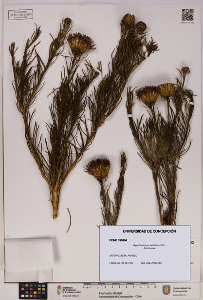 Gypothamnium pinifolium [Espécimen: UDEC:CONC:0190664]