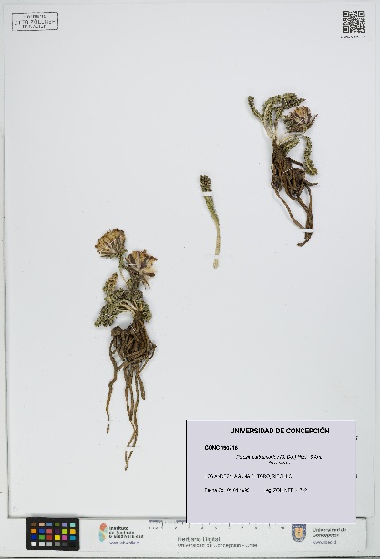 Perezia carthamoides [Espécimen: UDEC:CONC:0190716]