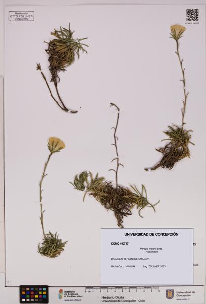 Perezia linearis [Espécimen: UDEC:CONC:0190717]