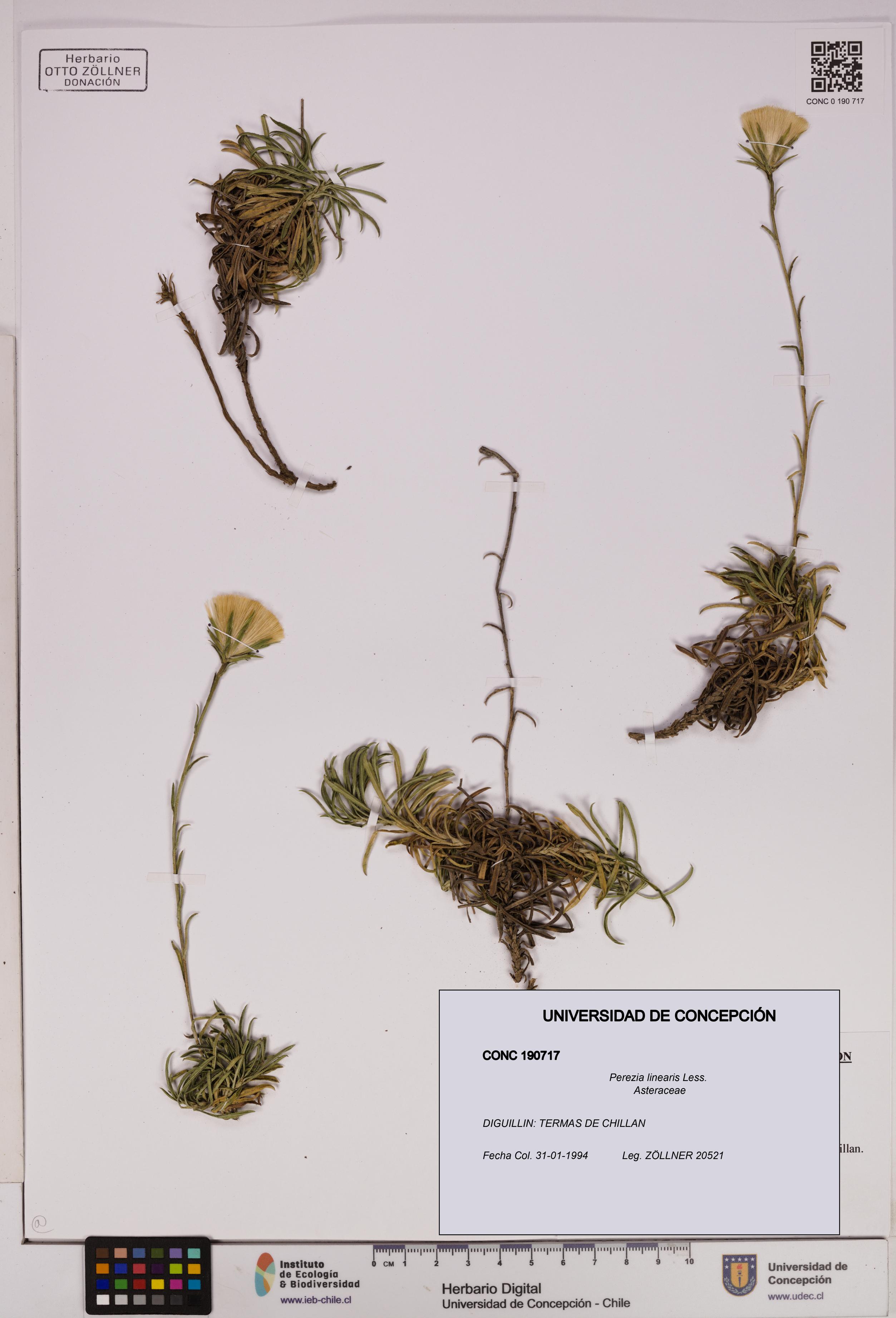 Perezia linearis [Espécimen: UDEC:CONC:0190717]