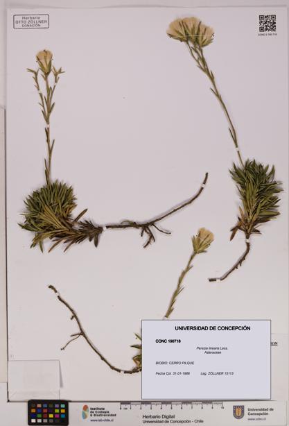 Perezia linearis [Espécimen: UDEC:CONC:0190718]