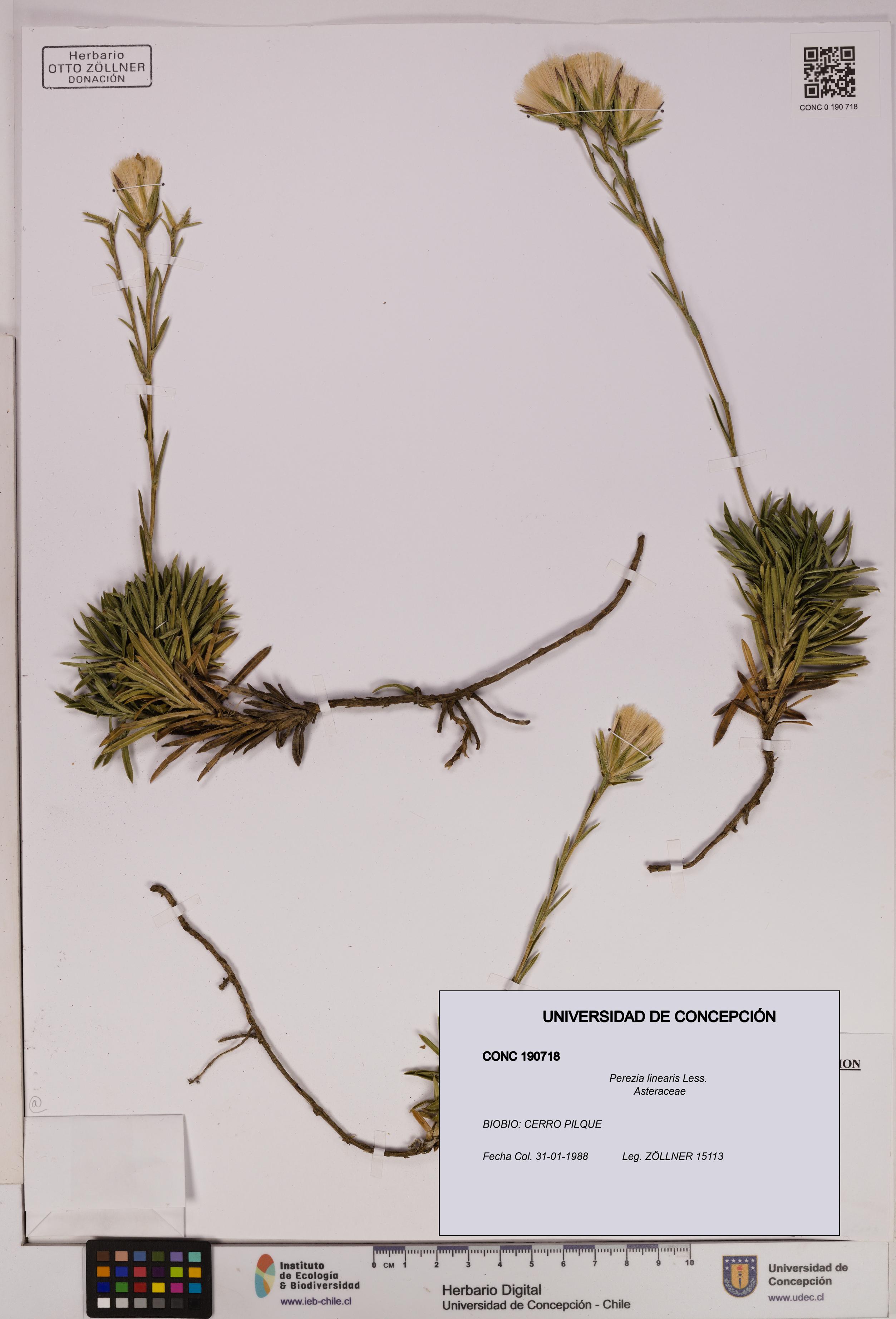 Perezia linearis [Espécimen: UDEC:CONC:0190718]