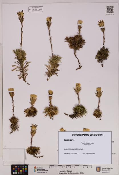 Perezia linearis [Espécimen: UDEC:CONC:0190719]