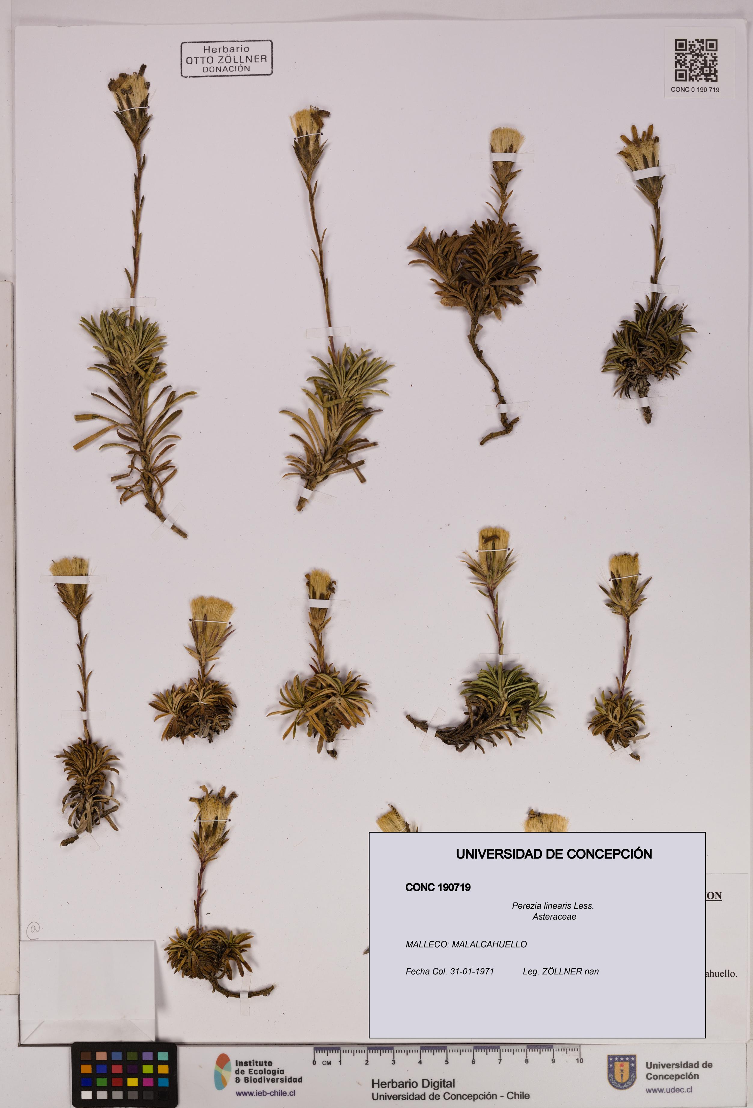 Perezia linearis [Espécimen: UDEC:CONC:0190719]